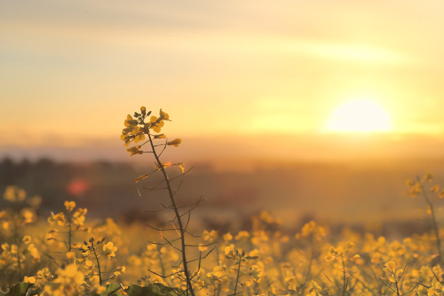 Sunrise Yellow Flower Plant View Photograph Print 100% Australian Made