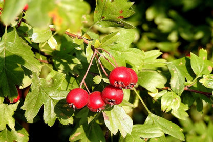 Hawthorn Tree Photograph Print 100% Australian Made