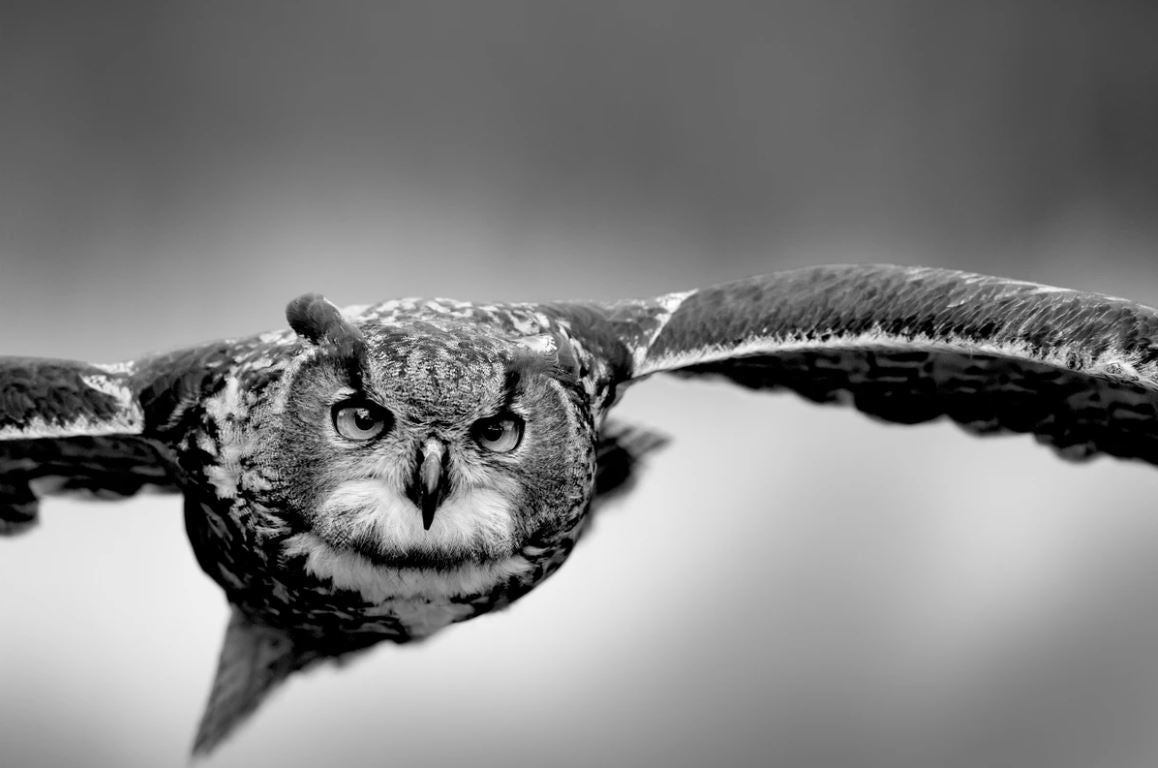 Flying Owl CLoseup B&W Photograph Home Decor Premium Quality Poster Print Choose Your Sizes