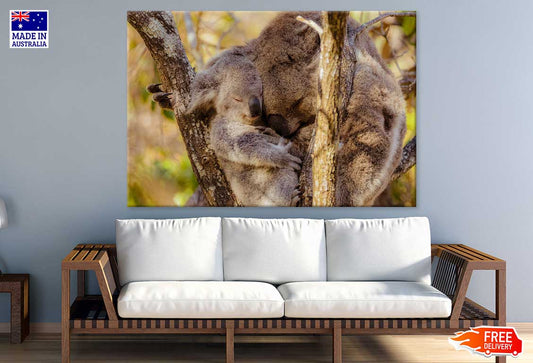 Koala Bear Mom & Baby Photograph Print 100% Australian Made