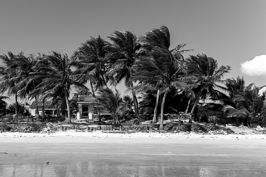 Sea Shore & palm Trees B&W Photograph Print 100% Australian Made