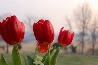 Red Tulip Flowers Photograph Print 100% Australian Made