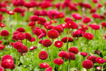 Red Bellis Flowers Field Photograph Print 100% Australian Made
