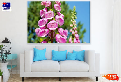 Pink Foxgloves Flowers Photograph Print 100% Australian Made