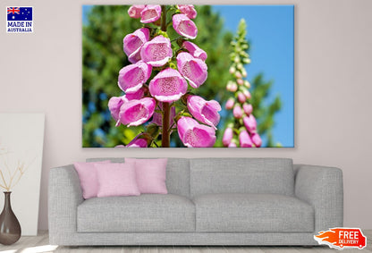 Pink Foxgloves Flowers Photograph Print 100% Australian Made