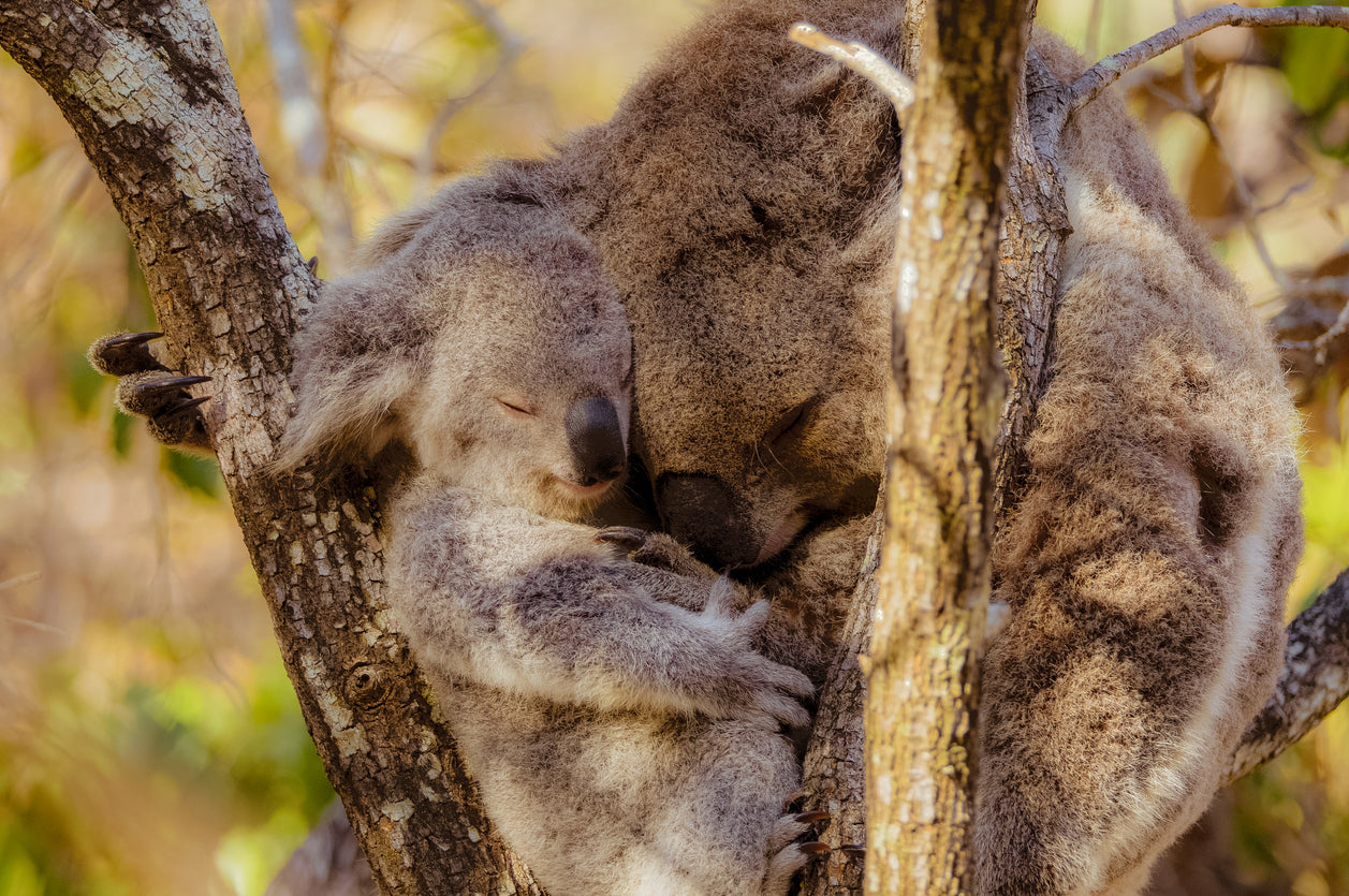 Koala Bear Mom & Baby Photograph Print 100% Australian Made