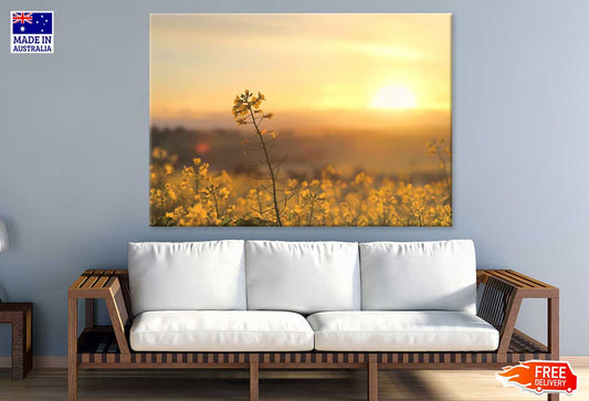 Sunrise Yellow Flower Plant View Photograph Print 100% Australian Made