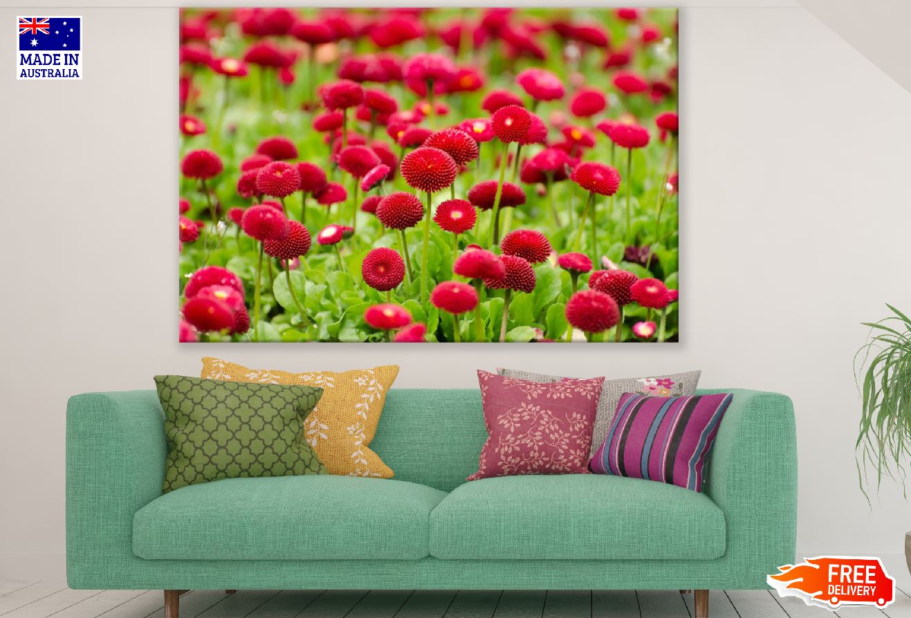 Red Bellis Flowers Field Photograph Print 100% Australian Made