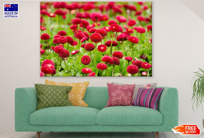 Red Bellis Flowers Field Photograph Print 100% Australian Made
