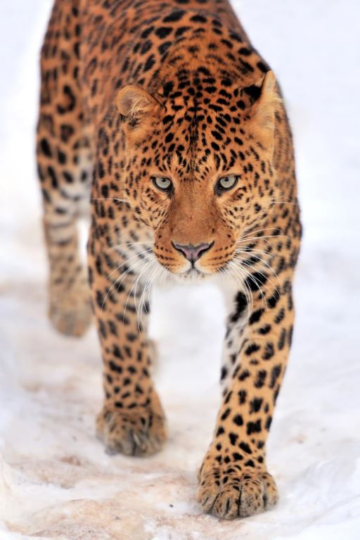 Leopard Walk on Snow Photograph Home Decor Premium Quality Poster Print Choose Your Sizes