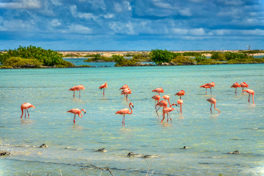 Flamingo Birds on Bonaire Beach Photograph Print 100% Australian Made