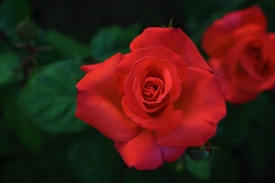 Red Rose Flower Closeup Photograph Print 100% Australian Made