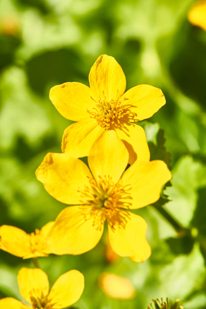 Yellow Cosmos Flowers Closeup Photograph Print 100% Australian Made