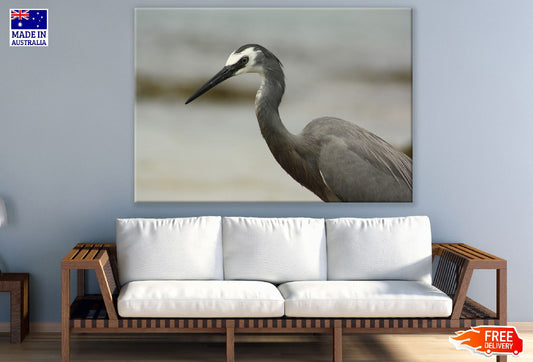 White Faced Heron Closeup Photograph Print 100% Australian Made