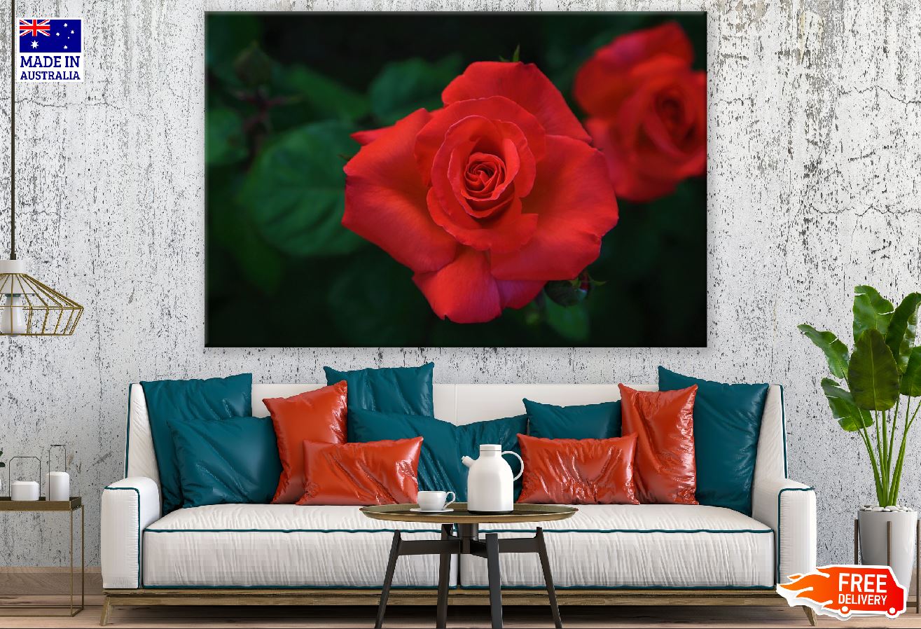 Red Rose Flower Closeup Photograph Print 100% Australian Made