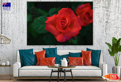 Red Rose Flower Closeup Photograph Print 100% Australian Made