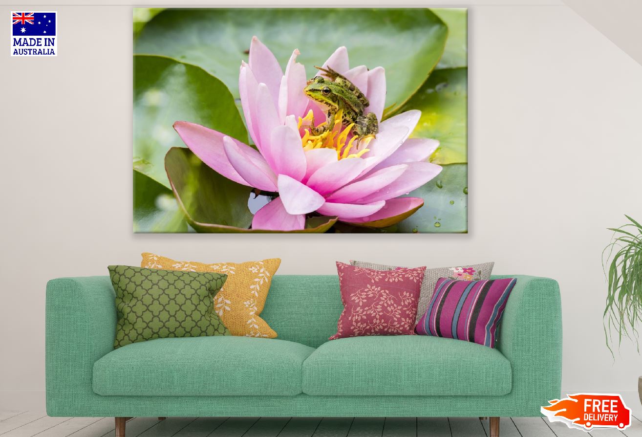 Frog on Lotus Flower Photograph Print 100% Australian Made