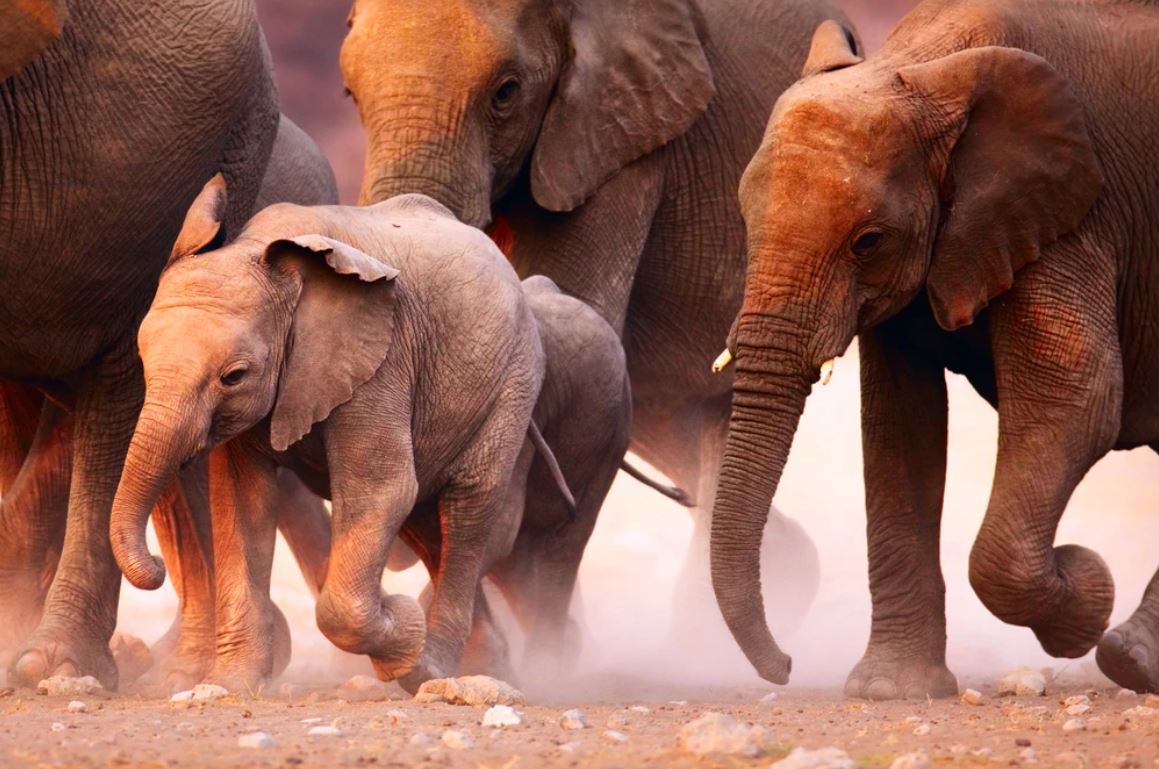 Elephants Running Photograph Home Decor Premium Quality Poster Print Choose Your Sizes