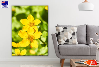 Yellow Cosmos Flowers Closeup Photograph Print 100% Australian Made