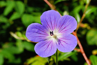 Purple Blossom Flower Closeup Photograph Print 100% Australian Made
