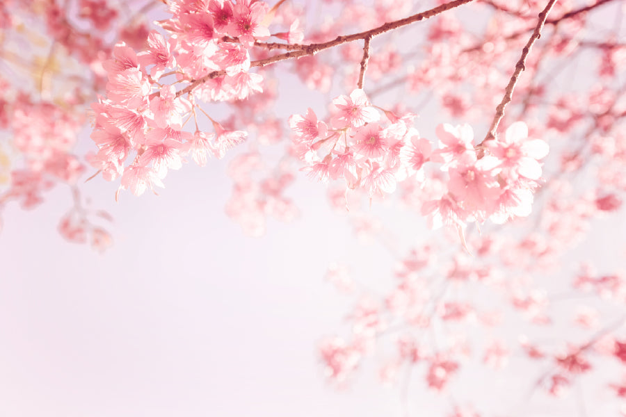Pink Blossom Flowers Photograph Print 100% Australian Made