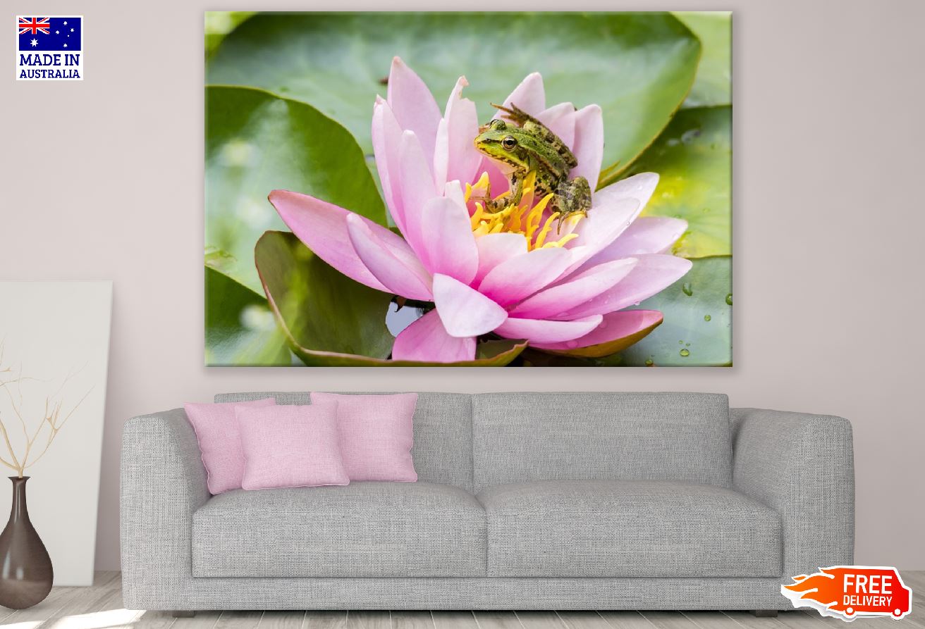 Frog on Lotus Flower Photograph Print 100% Australian Made