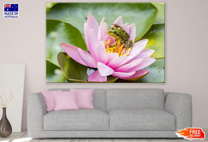 Frog on Lotus Flower Photograph Print 100% Australian Made