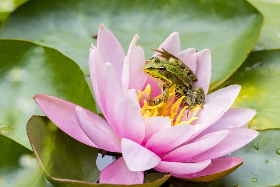 Frog on Lotus Flower Photograph Print 100% Australian Made