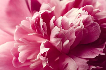 Pink Peony Flower Print 100% Australian Made