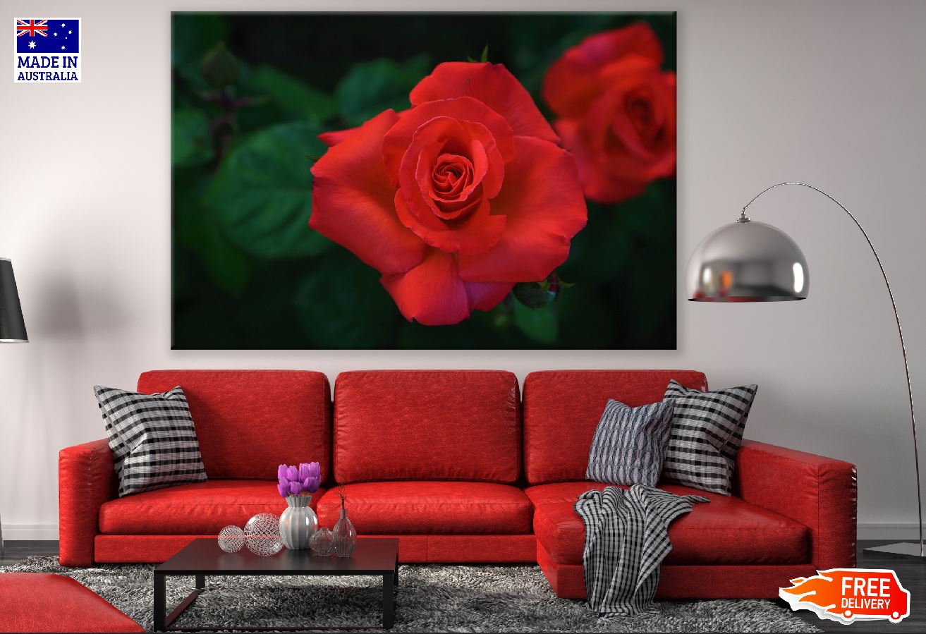 Red Rose Flower Closeup Photograph Print 100% Australian Made