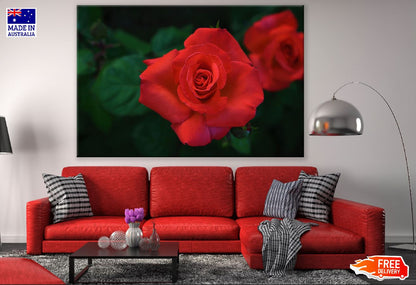 Red Rose Flower Closeup Photograph Print 100% Australian Made
