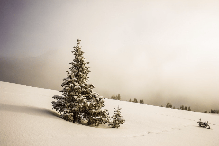 Snow Covered Christmas Tree Photograph Print 100% Australian Made