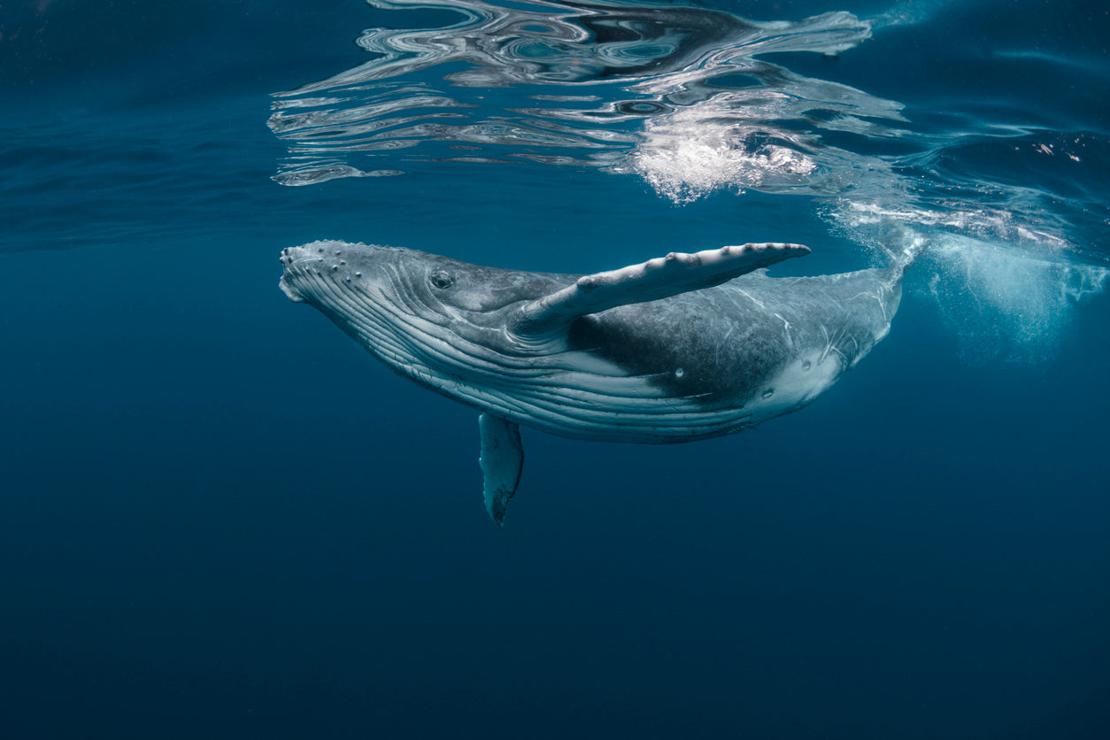 Blue Whale in Ocean Photograph Print 100% Australian Made