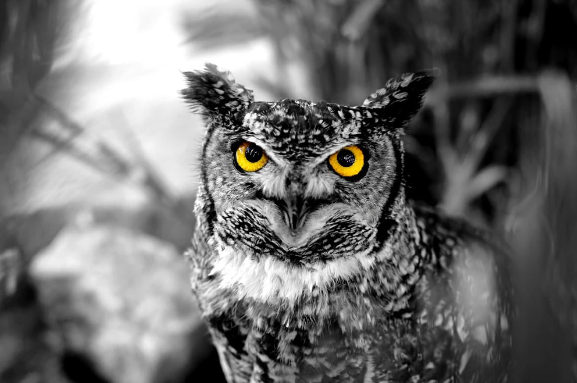 Owl Closeup B&W Photograph Home Decor Premium Quality Poster Print Choose Your Sizes