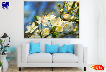 Sour Cherry Flowers Photograph Print 100% Australian Made
