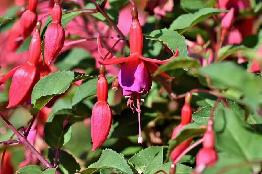 Red Fuchsia Flowers Photograph Print 100% Australian Made