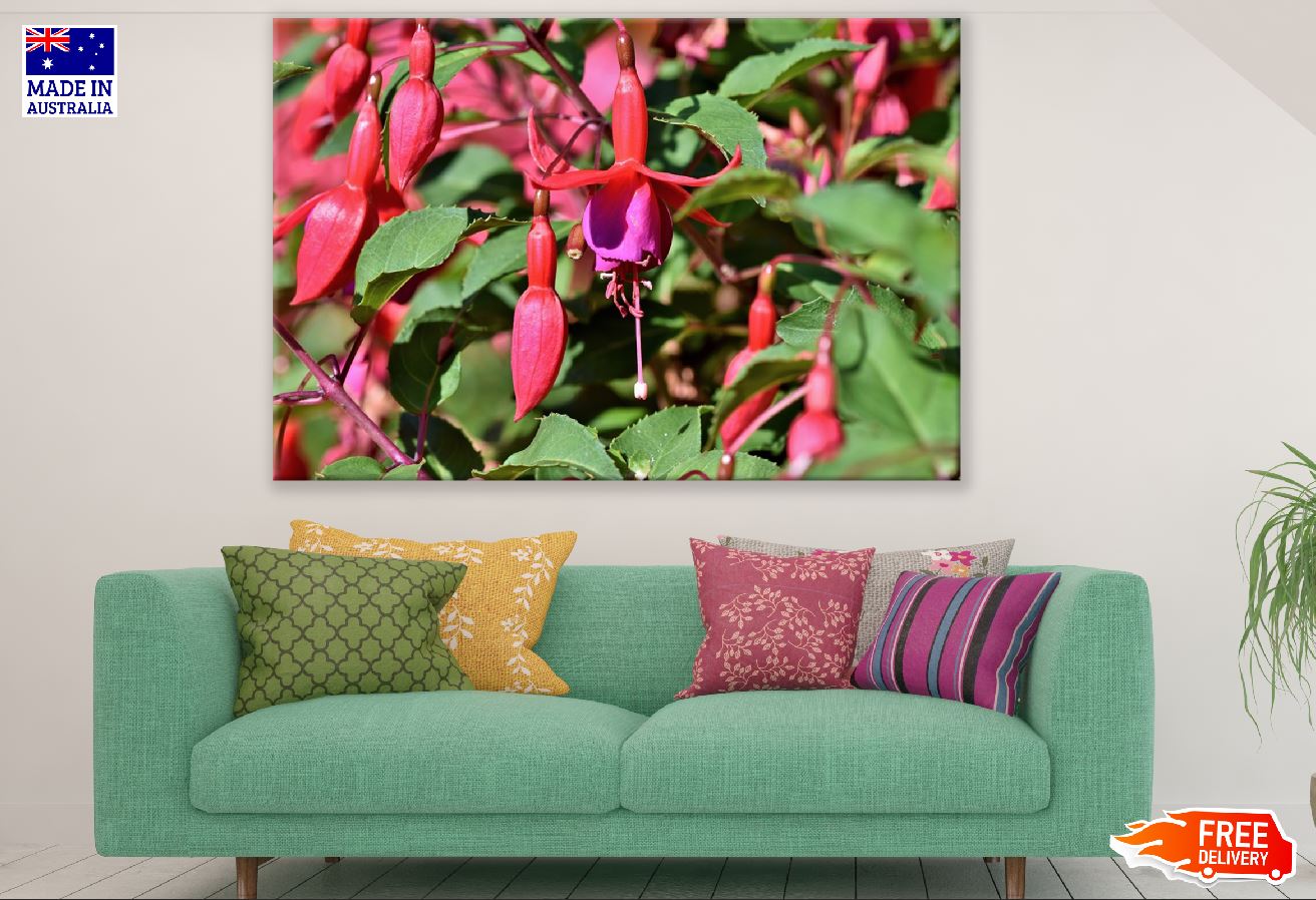 Red Fuchsia Flowers Photograph Print 100% Australian Made
