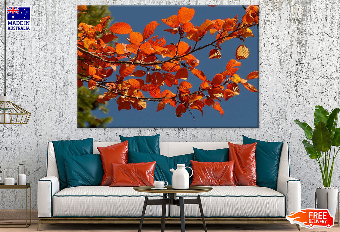 Orange Leaves Tree Closeup Photograph Print 100% Australian Made