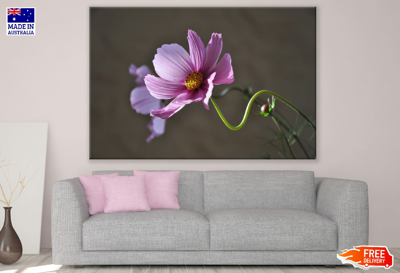Pink Cosmos Flower Closeup Photograph Print 100% Australian Made