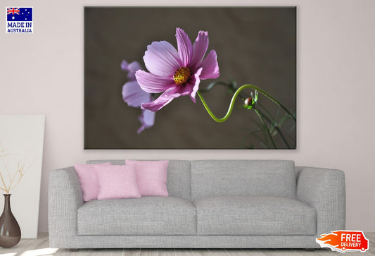 Pink Cosmos Flower Closeup Photograph Print 100% Australian Made
