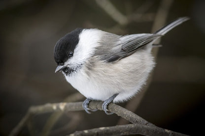 Willow Tit Bird on Tree Branch Closeup Photograph Print 100% Australian Made