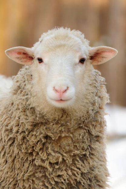 Sheep Face Portrait Photograph Home Decor Premium Quality Poster Print Choose Your Sizes