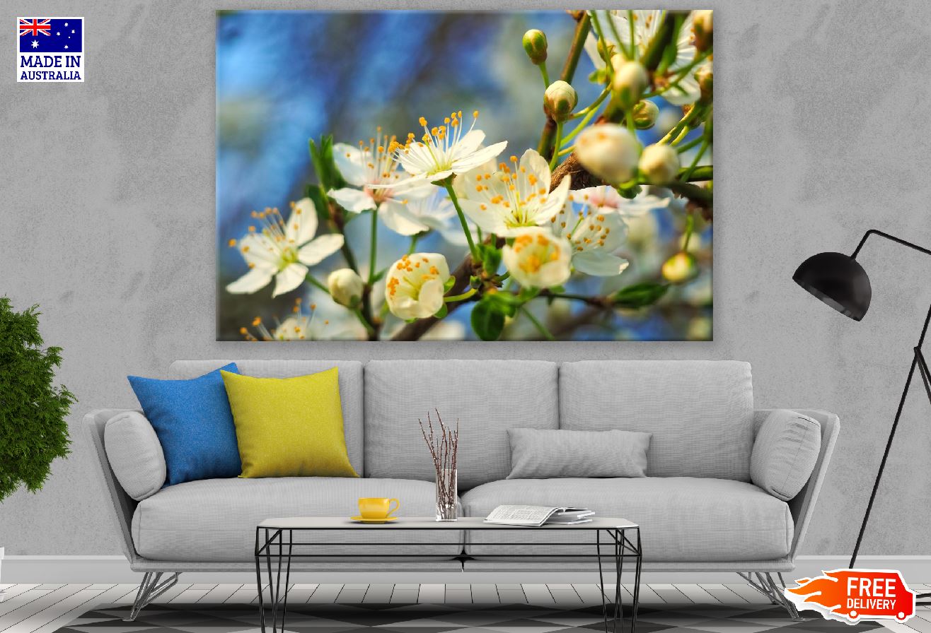 Sour Cherry Flowers Photograph Print 100% Australian Made
