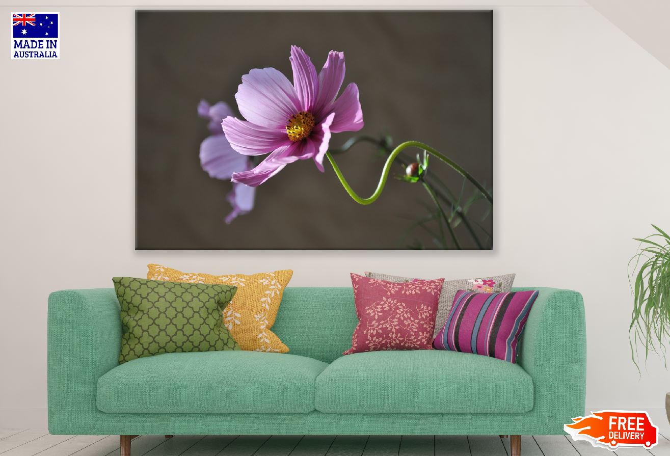Pink Cosmos Flower Closeup Photograph Print 100% Australian Made