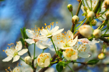 Sour Cherry Flowers Photograph Print 100% Australian Made