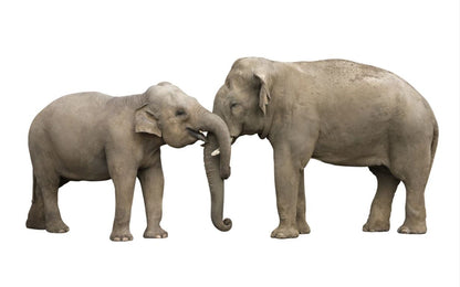 Elephants Pair Photograph Home Decor Premium Quality Poster Print Choose Your Sizes