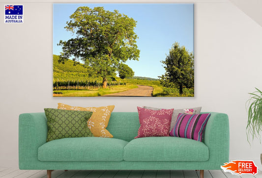 Trees with Pathway Photograph Print 100% Australian Made