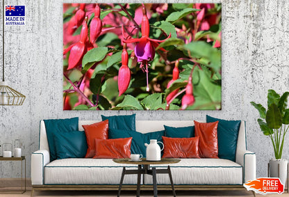 Red Fuchsia Flowers Photograph Print 100% Australian Made