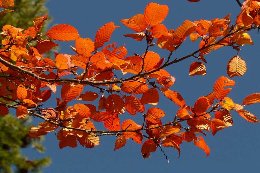 Orange Leaves Tree Closeup Photograph Print 100% Australian Made