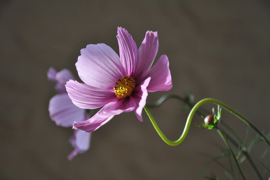 Pink Cosmos Flower Closeup Photograph Print 100% Australian Made